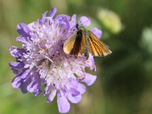 Benthe Padkjær