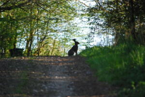 Kurt Fisker april 2020